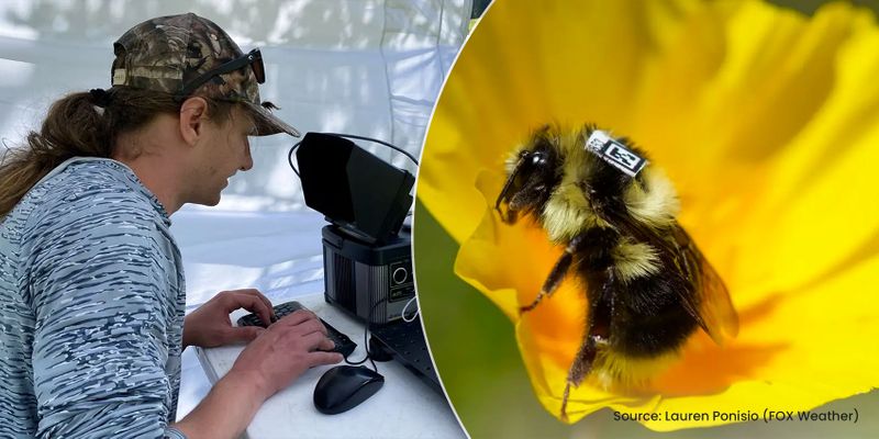 Tracking extinxt bee lines using QR code Ai and QR code for beeline tracking